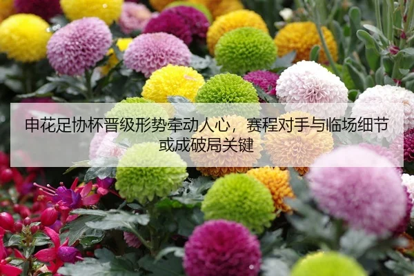 申花足协杯晋级形势牵动人心，赛程对手与临场细节或成破局关键